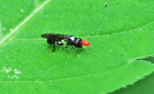 Neoascia sp.